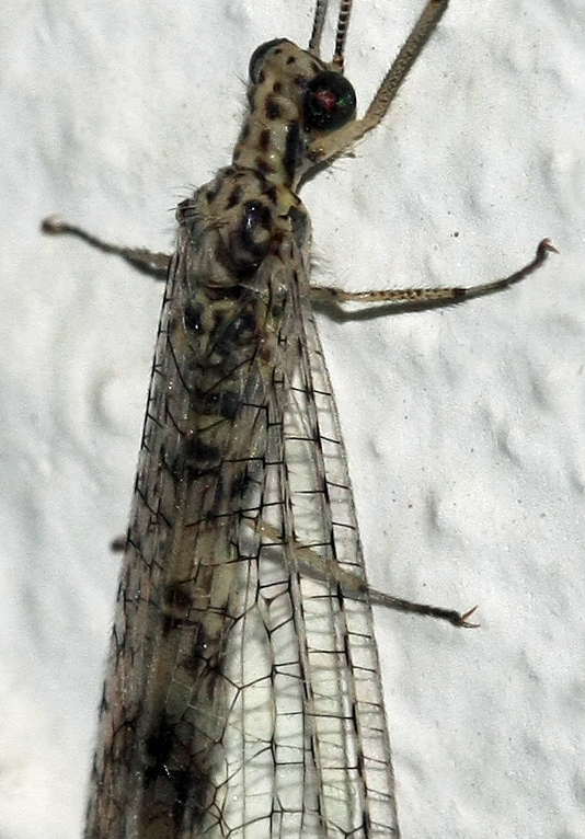 Megistopus mirabilis on Crete(Greece)?